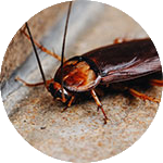 Επεξεργασμένη εικόνα υπηρεσίας pest control
