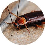 Ομάδα τεχνικών απεντόμωσης Pest Professionals