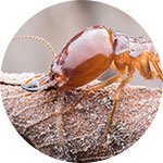 Υπηρεσία απεντόμωσης Pest Professionals σε χώρο
