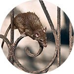 Επαγγελματική απολύμανση χώρου Pest Professionals