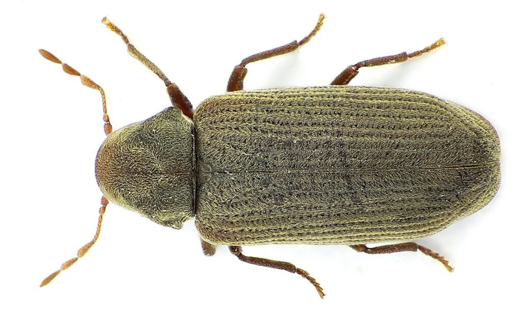 Σκαθάρι σαρακιού (Anobium punctatum)
