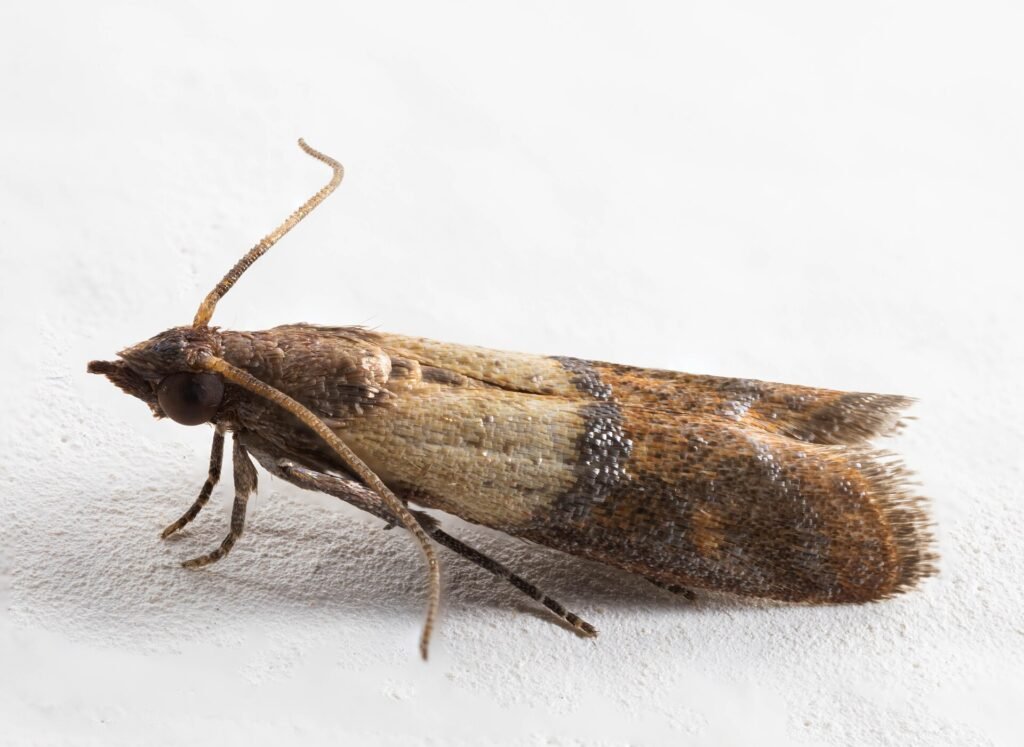 Σκόρος τροφίμων (Plodia interpunctella)