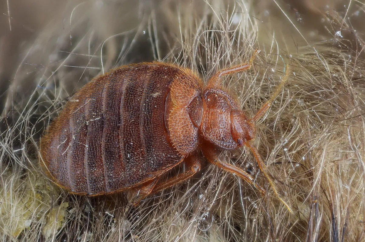 Κοριός Cimex lectularius σε κοντινή λήψη