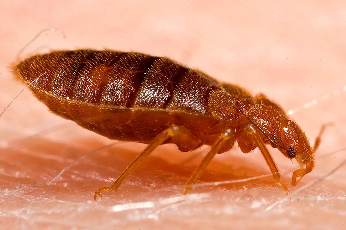 Ενήλικος κοριός Cimex lectularius