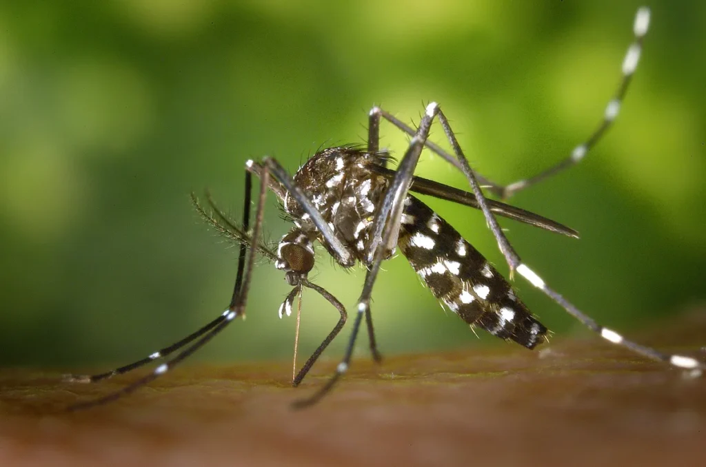 Κουνούπι τίγρης Aedes albopictus πάνω σε δέρμα