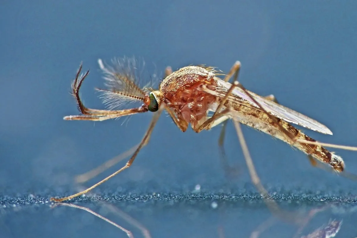Κουνούπι Culex pipiens σε κοντινή λήψη