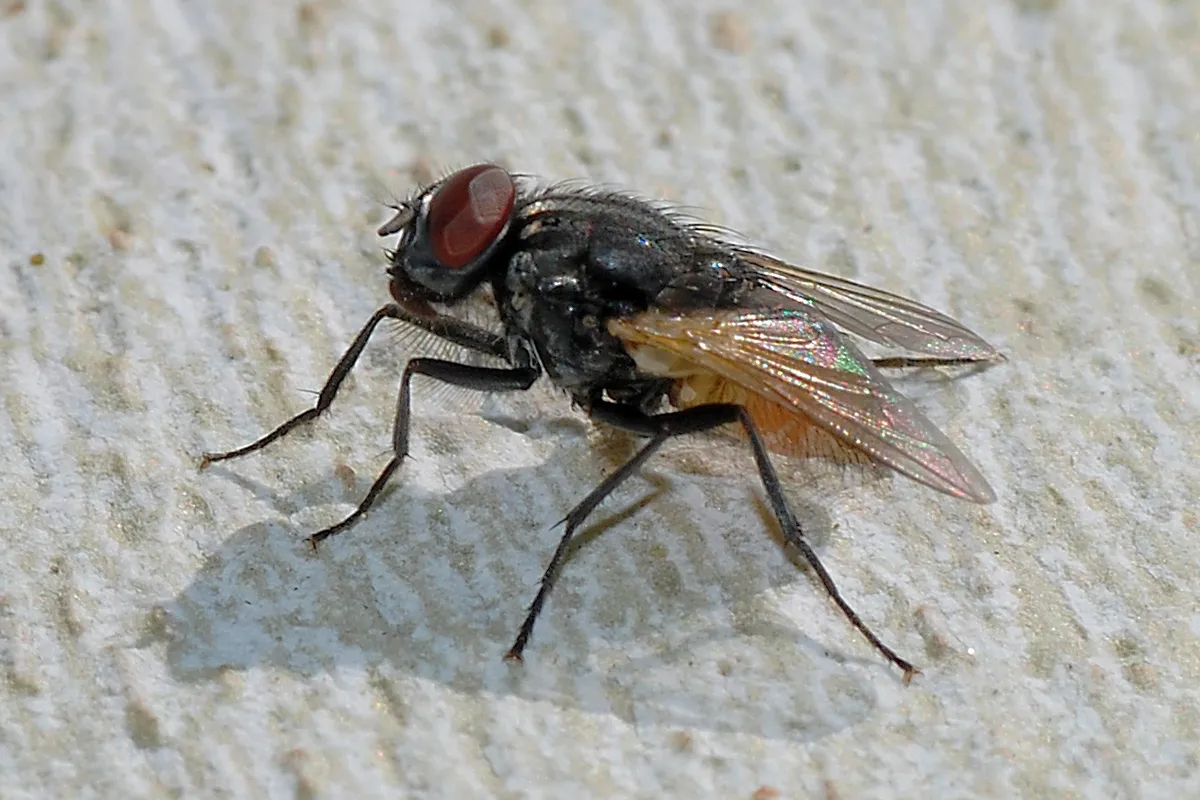 Οικιακή μύγα Musca domestica σε κοντινή λήψη