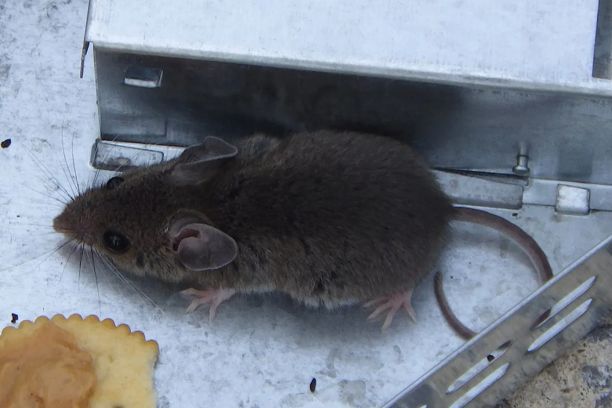 Ποντικός Mus musculus δίπλα σε μεταλλική παγίδα