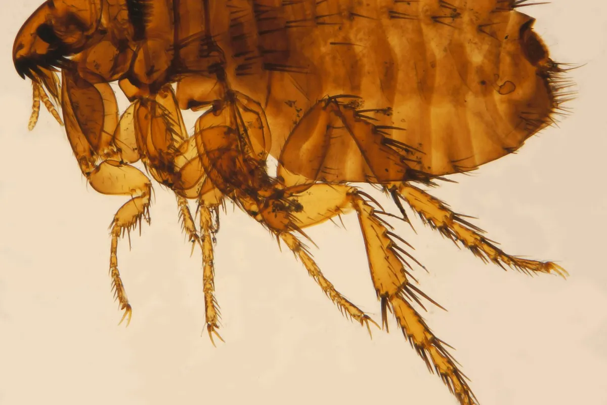 Ψύλλος γάτας Ctenocephalides felis σε μικροσκόπιο